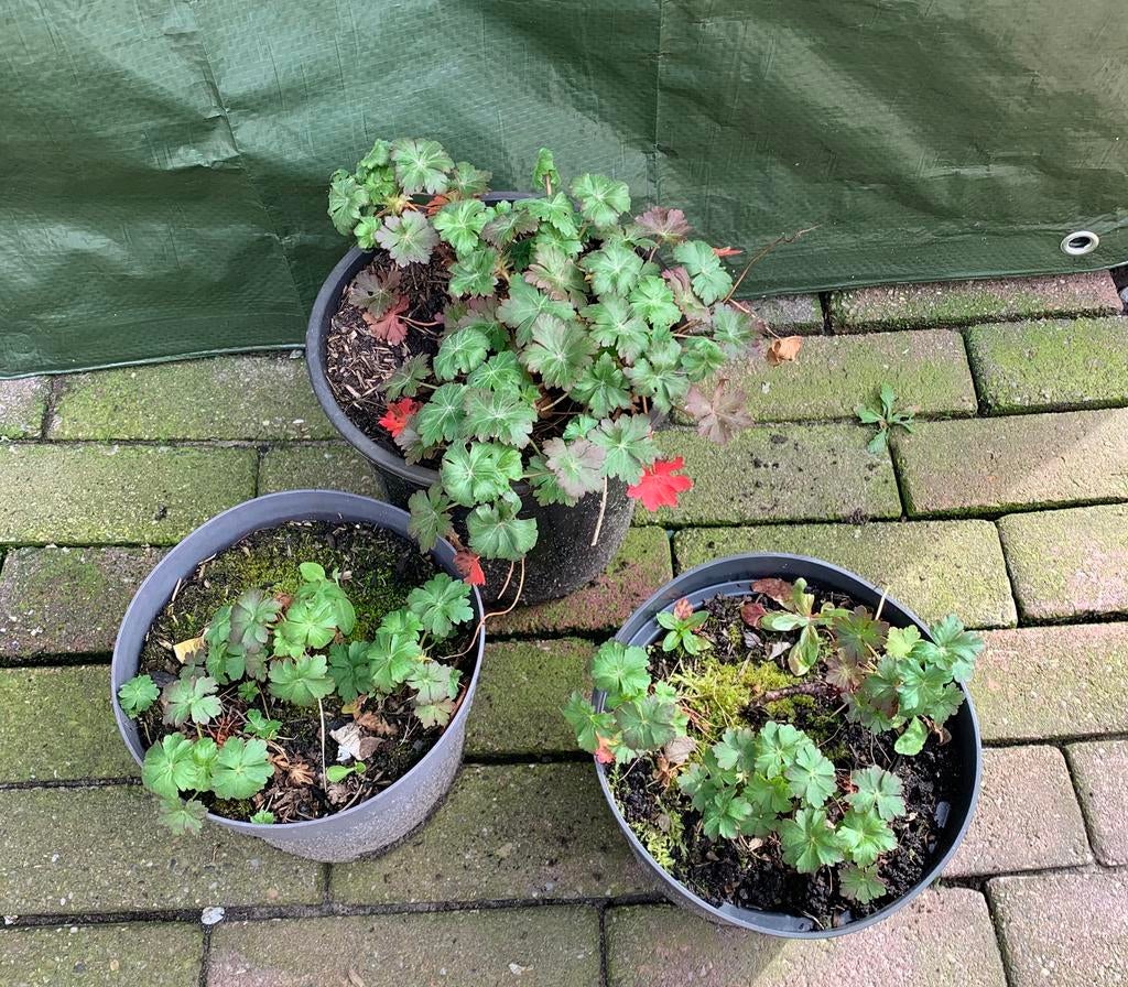 Te koop diverse vaste planten vanaf €1,50 al een leuke plant, Ophalen, Overige soorten
