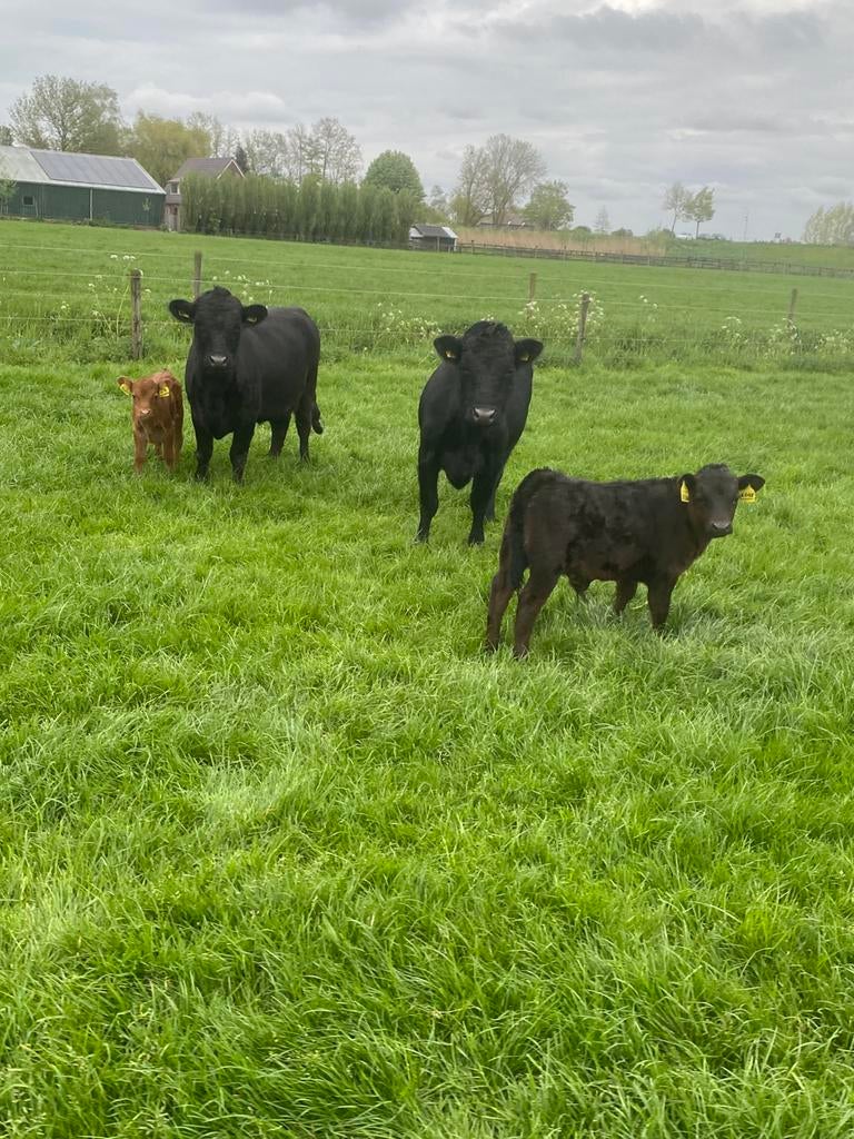 Dexter koeien, dexters met stierkalfjes., Dieren en Toebehoren, Meerdere dieren