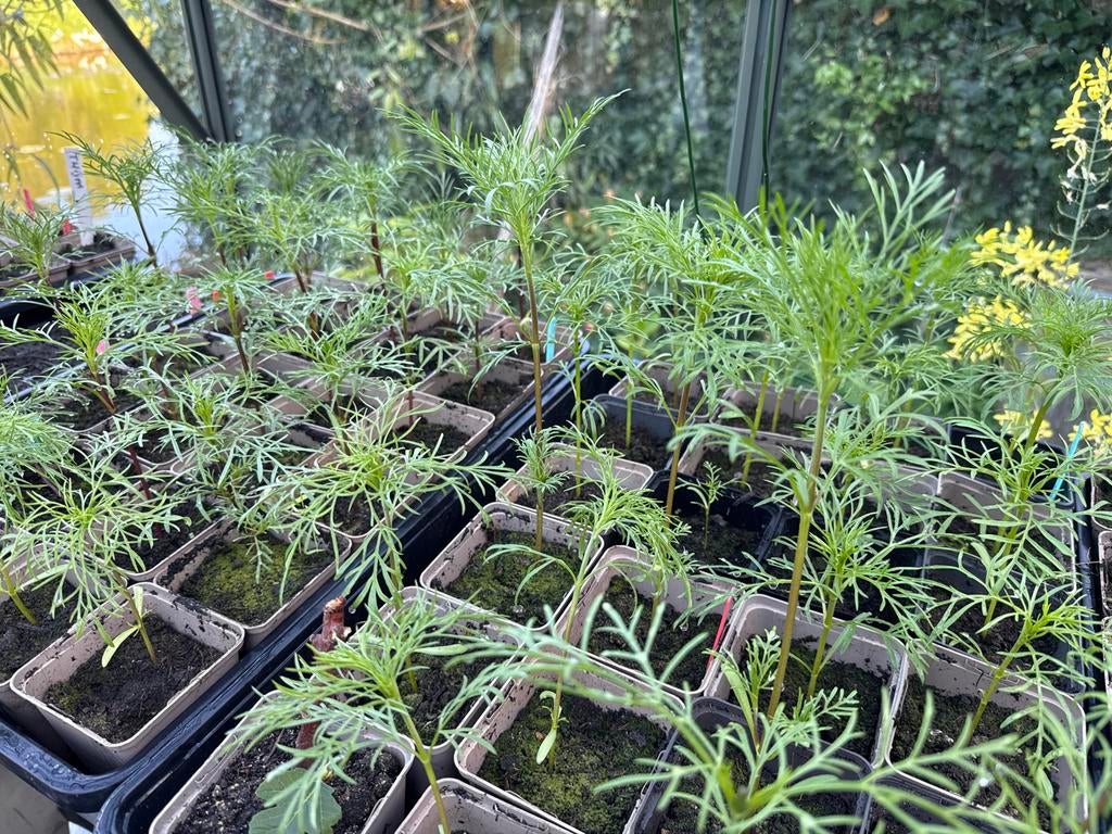 Cosmea plantjes - Breng kleur in uw tuin!, Tuin en Terras, Planten | Tuinplanten, Volle zon, Eenjarig, Zomer, Ophalen