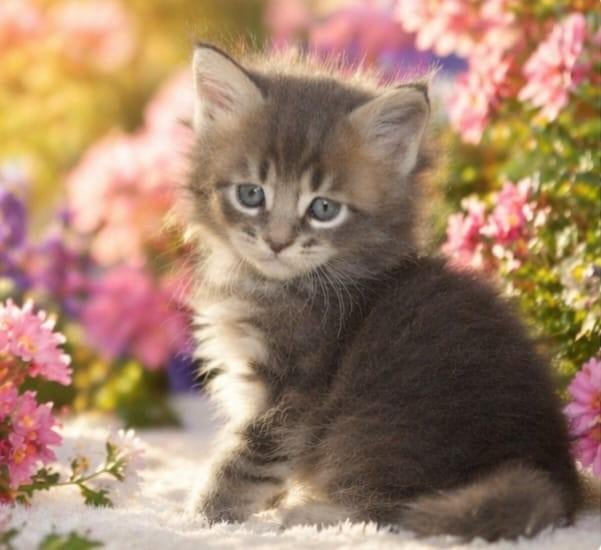 Lieve maine coon kittens, Meerdere dieren