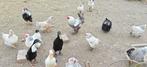 Gratis verschillende kippen en hanen, Dieren en Toebehoren, Pluimvee, Meerdere dieren, Kip
