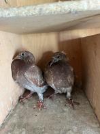 Postjongen npo 2025 geringen, Dieren en Toebehoren, Vogels | Duiven, Meerdere dieren, Kropper