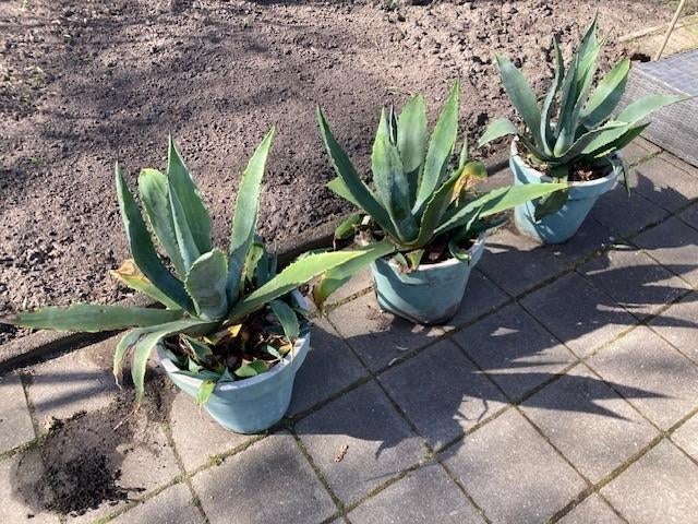 Agaves - 2 stuks 90 cm groot, Tuin en Terras, Volle zon, Vaste plant, Bloeit niet, Ophalen