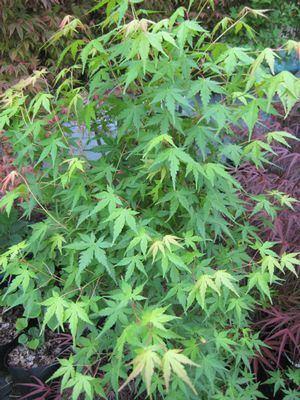 ACTIE Acer palmatum, Groene japanse Esdoorn, Tuin en Terras, Planten | Struiken en Hagen, Struik, Esdoorn, Minder dan 100 cm, Ophalen of Verzenden