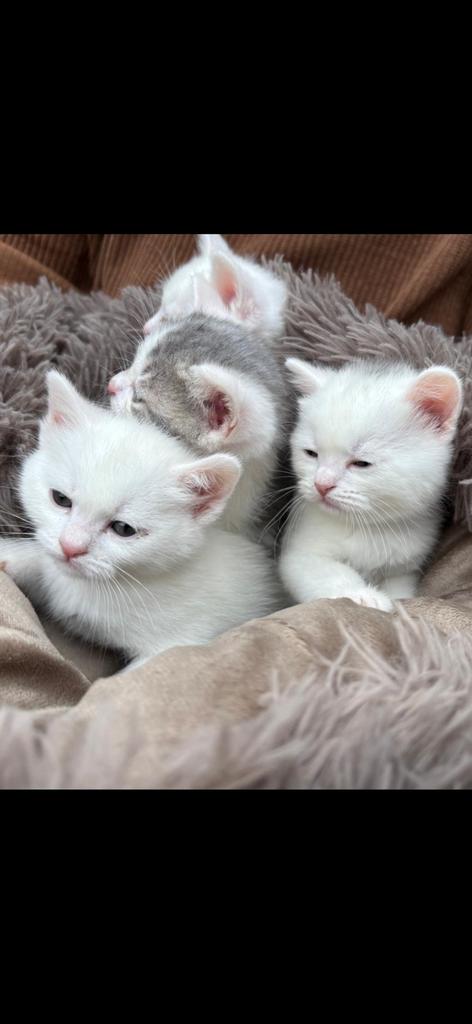 Unieke Kittens: Angora x Britse Korthaar, Meerdere dieren, Ontwormd