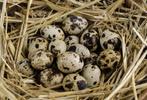 broedeieren van Japanse kwartels en Jumbo kwartel, Dieren en Toebehoren, Pluimvee, Geslacht onbekend, Overige soorten