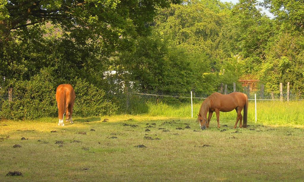Weide en stalling, Dieren en Toebehoren, Stalling en Weidegang, Weidegang, 2 of 3 paarden of pony's
