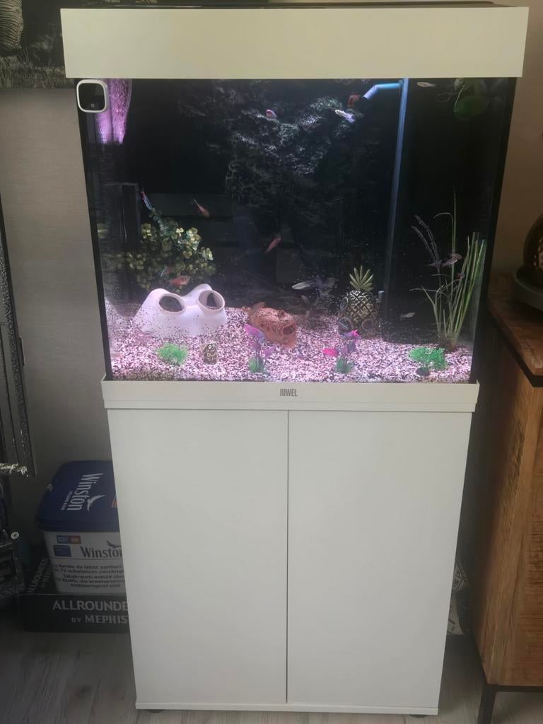 Complete aquarium, Ophalen of Verzenden, Zo goed als nieuw, Gevuld zoetwateraquarium