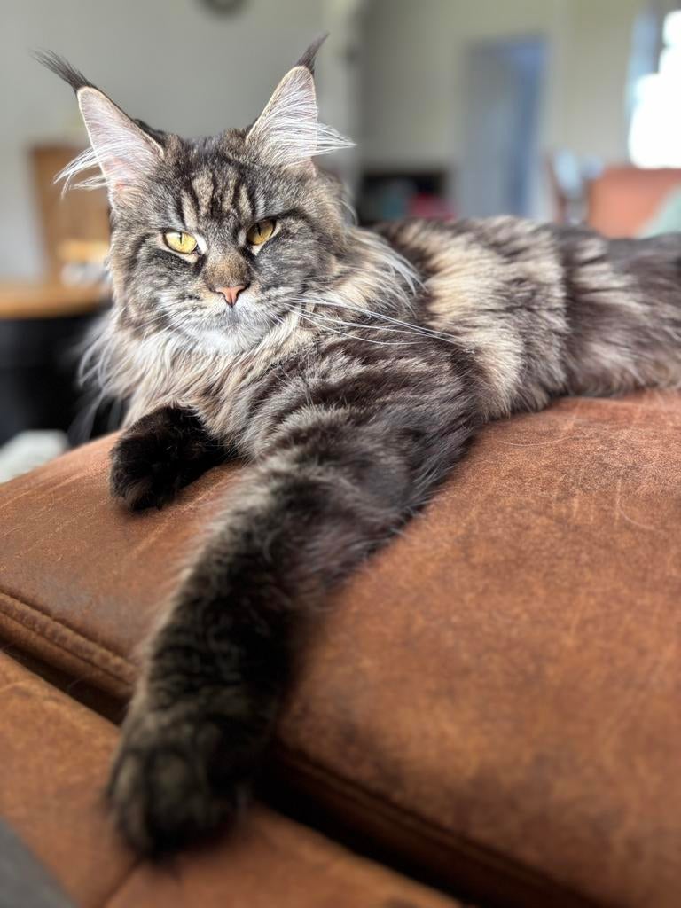 Lieve mainecoon met stamboom, Dieren en Toebehoren, Poes, Met stamboom, 0 tot 2 jaar