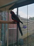 Penant Rosella man 2025, Dieren en Toebehoren, Vogels | Parkieten en Papegaaien, Mannelijk, Parkiet, Geringd