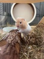 Syrische hamster inclusief verblijf, Dieren en Toebehoren, Hamster, Mannelijk, Tam, Oktober
