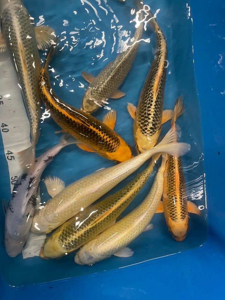 Zeer mooie japanse koi van 25-35 cm, Dieren en Toebehoren, Karper of Koi