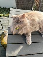 Langharige brit poes, Dieren en Toebehoren, Poes, Gechipt, 3 tot 5 jaar