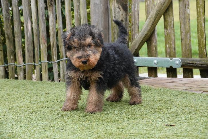 Prachtige Welsh Terriër Pups (ouders aanwezig), Dieren en Toebehoren, Honden | Jack Russells en Terriërs, Meerdere dieren, Overige rassen