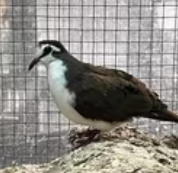 Tropische duiven, Meerdere dieren