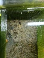 20 Baby slakken Anatome helena  (Slak etende slak), Slak of Weekdier