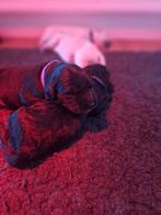 leuke kruising pups Golden Retr. x Duitse Staande x Labrador, HCC (leverziekte), 8 tot 15 weken, Groot, Meerdere