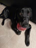 Energieke weimaraner x Rottweiler zoekt ervaren baasje, Reu, 1 tot 2 jaar, Eén hond, Nederland