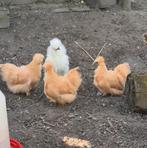 Zijdehoenders citroen, Dieren en Toebehoren, Pluimvee, Meerdere dieren, Kip