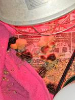 Chinese dwergkwartel broedeieren, Dieren en Toebehoren, Pluimvee, Geslacht onbekend, Overige soorten