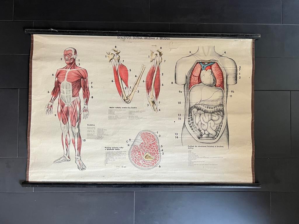 Anatomische poster, Ophalen of Verzenden, Natuur en Biologie