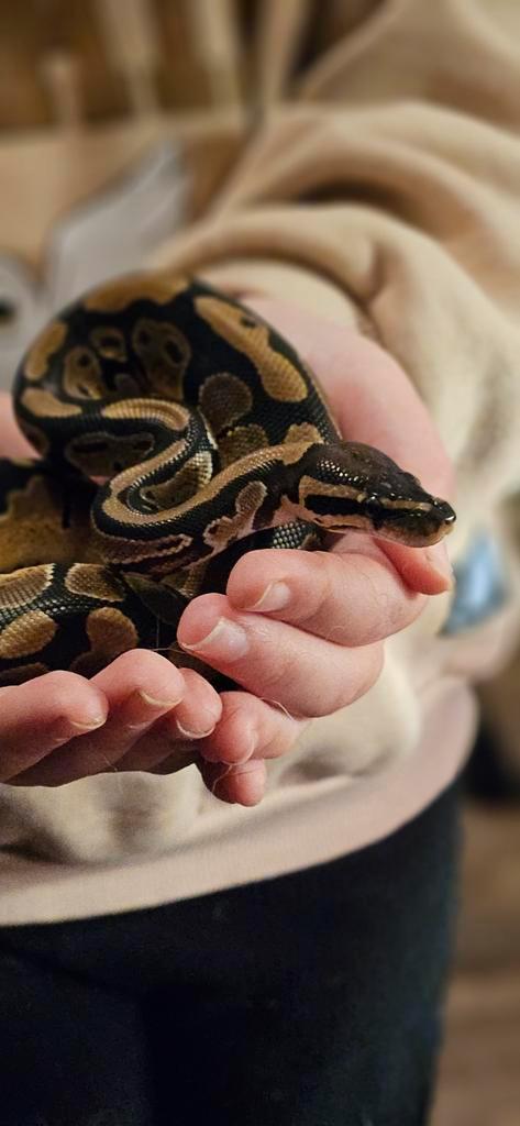 Koningspython 2 jaar oud evt terrarium Ball Python - unknown for sale from Nicole