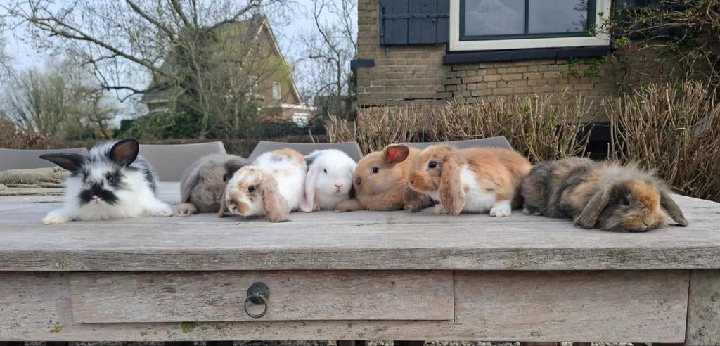 Te koop: hangoor konijntjes, Dieren en Toebehoren, Konijnen, Mannelijk, Hangoor, 0 tot 2 jaar