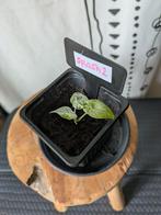 Alocasia Macrorrhiza Splash variegata #2, Huis en Inrichting, Kamerplanten, Ophalen of Verzenden, Halfschaduw, Minder dan 100 cm