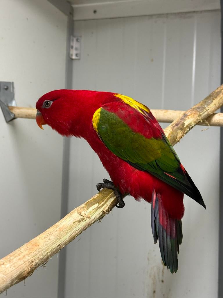 Geelmantel lori lorie lories, Mannelijk, Papegaai, Geringd