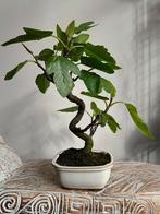 Ficus Carica 'Vijg' bonsai, Bloeit niet, Halfschaduw, Minder dan 100 cm, Overige soorten