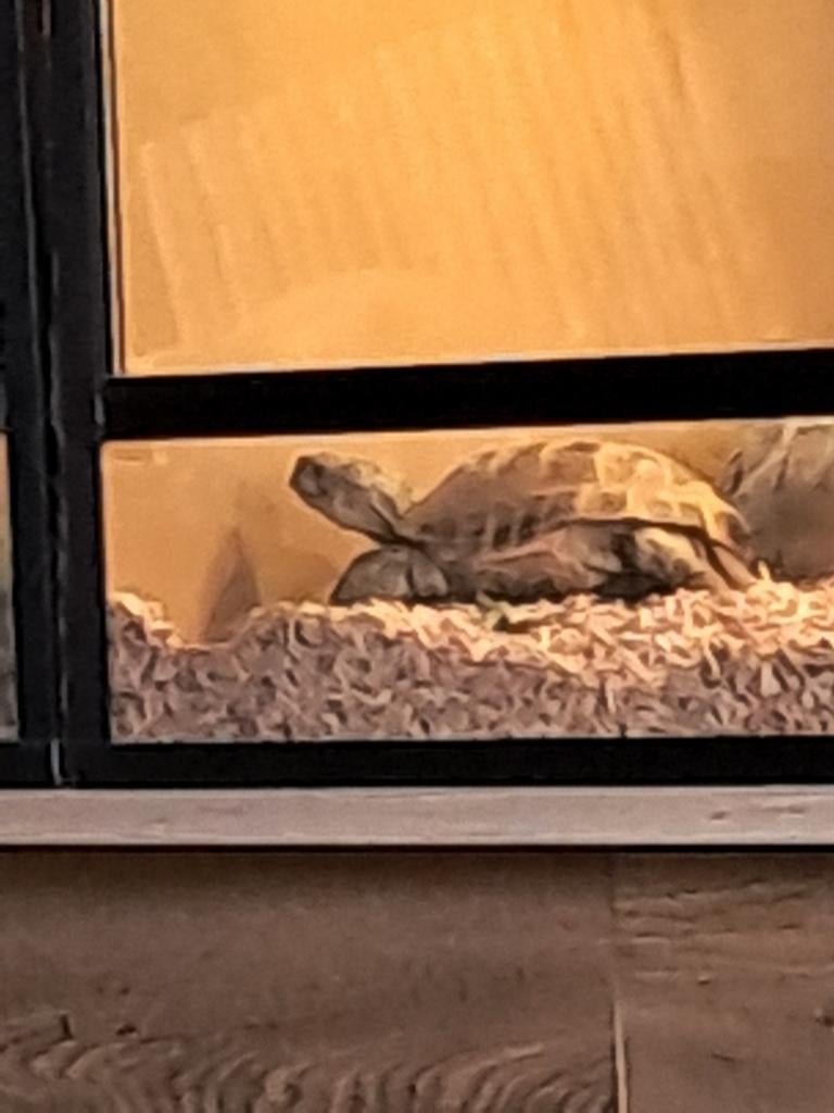 Tekoop Russische 4teen, Dieren en Toebehoren, Schildpad, 3 tot 6 jaar