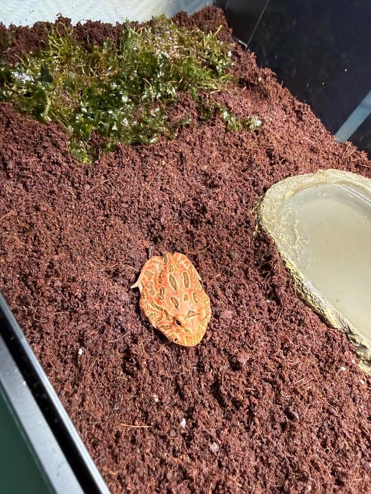 Pacman Frog - unknown for sale from Harmen