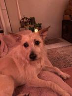 Lieve straat hondjes, Particulier, Reu, Buitenland, Parvo