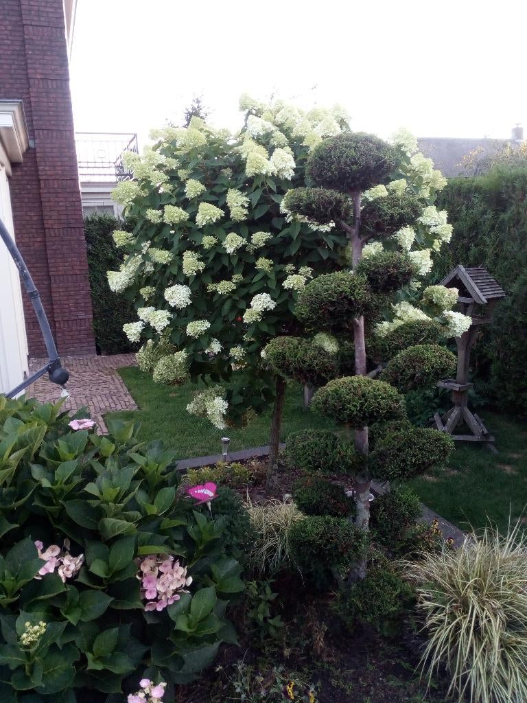 Hortensia Limeligt (struik en bol op stam), Ophalen, Hortensia, Minder dan 100 cm