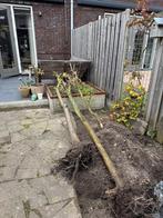 Boom/hout, Minder dan 3 m³, Ophalen, Overige houtsoorten, Stammen