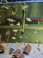 Venustus cichlide, Vis