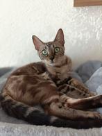 Prachtige marble bengaal, Poes, Gechipt, 0 tot 2 jaar