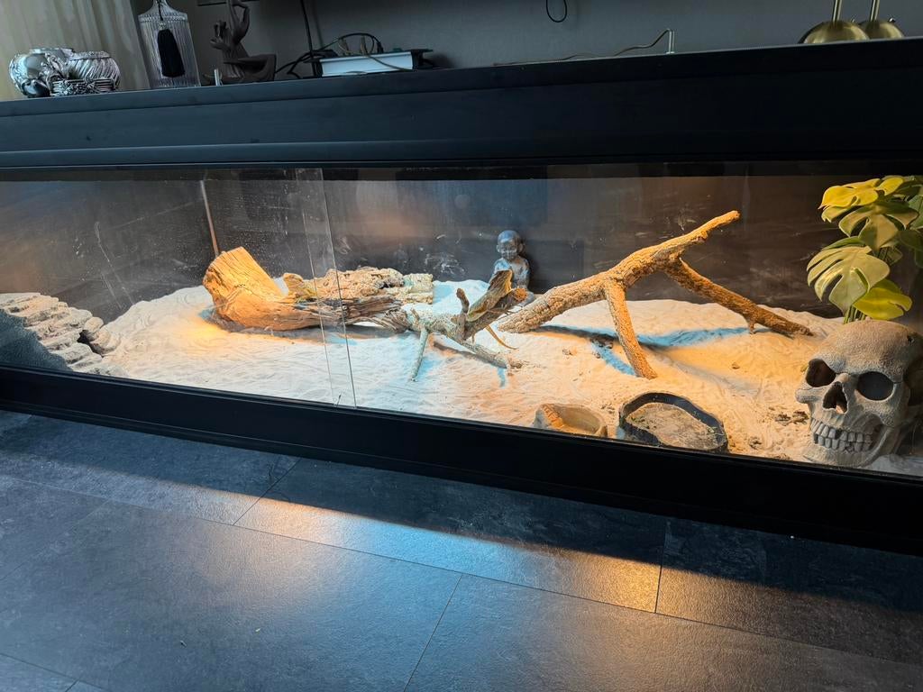 Mooi terarium met 2 baardagamen en spcialen lampen, Dieren en Toebehoren, Reptielen en Amfibieën | Toebehoren, Ophalen, Zo goed als nieuw