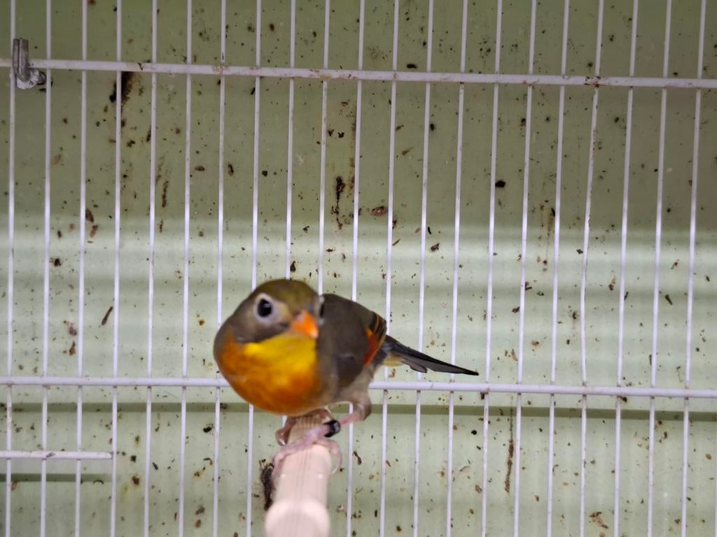 Koppel Japanse nachtegalen, Meerdere dieren, Geringd