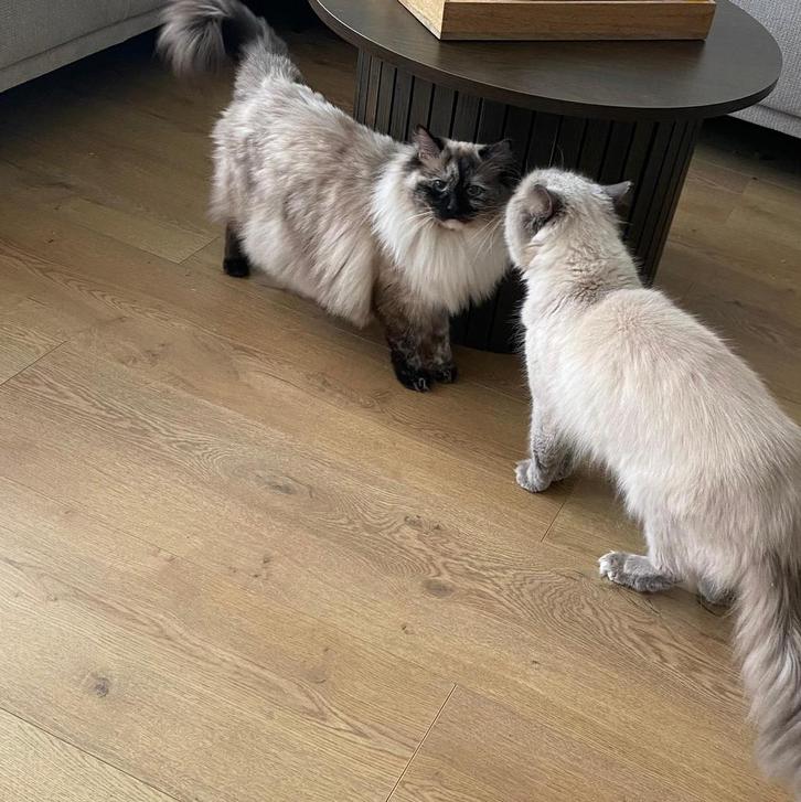 Ragdoll kittens, Dieren en Toebehoren, Katten en Kittens | Raskatten | Langhaar, Meerdere dieren, 0 tot 2 jaar