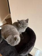 Korte brithaar Kitten en Poes Raskatten, Dieren en Toebehoren, Katten en Kittens | Raskatten | Korthaar, Poes