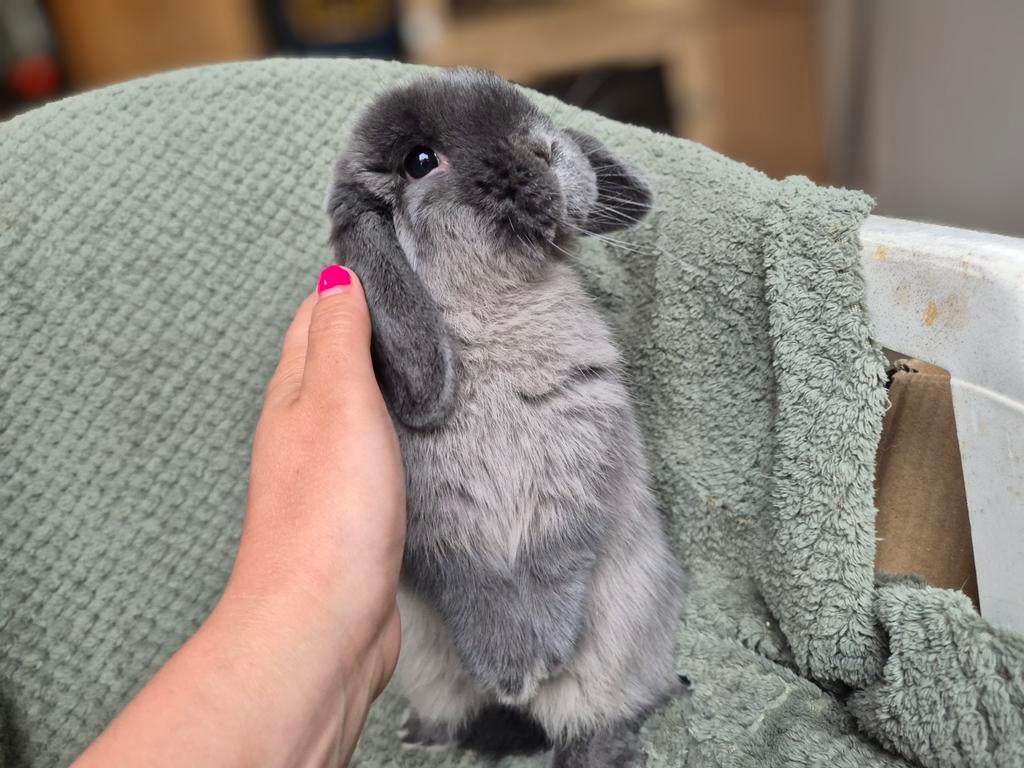 Prachtig Lief Nieuwsgierig Jong Minilop Rammetje, Dieren en Toebehoren, Konijnen, Mannelijk, Dwerg, Hangoor, 0 tot 2 jaar