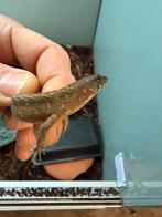 Grote keuze aan hagedissen ,leguanen,skinken,.., Hagedis, 0 tot 2 jaar