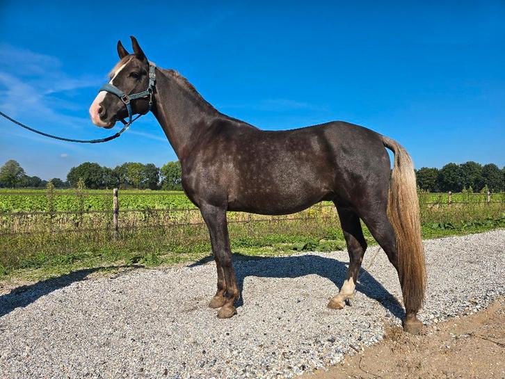 Rocky Mountain Horse gangenpaard ruin 7 jaar, Dieren en Toebehoren, Paarden, Ruin, Niet van toepassing, Minder dan 160 cm, 7 tot 10 jaar