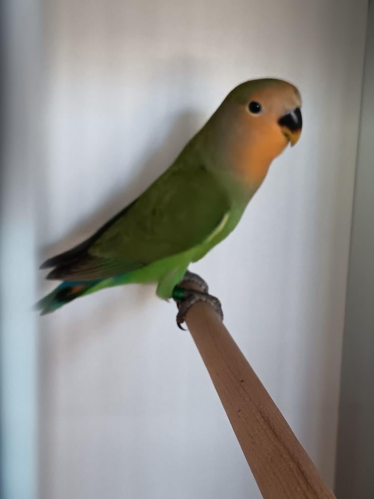 JONGE AGAPORNIS ROSEICOLLIS OM ZELF TAM TE MAKEN, Geslacht onbekend, Dwergpapegaai of Agapornis, Geringd