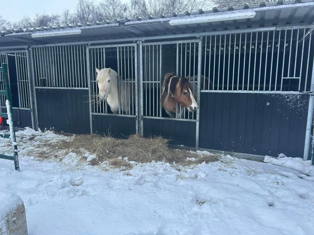 Stalling aangeboden, Dieren en Toebehoren, Stalling en Weidegang, Stalling, Weidegang, 2 of 3 paarden of pony's