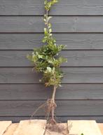 bos haag plantsoen ☘️, Tuin en Terras, Ophalen, Volle zon, Overige soorten