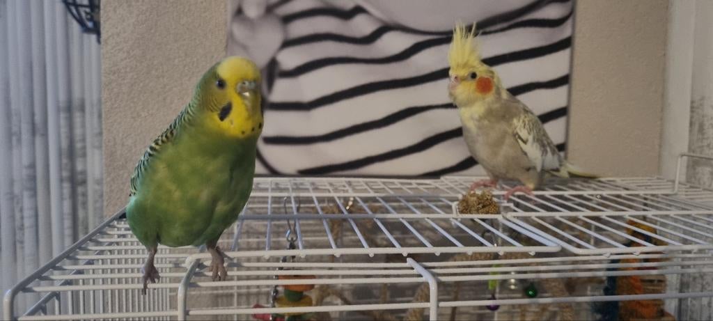 Oppas gezocht, Dieren en Toebehoren, Vrouwelijk, Parkiet