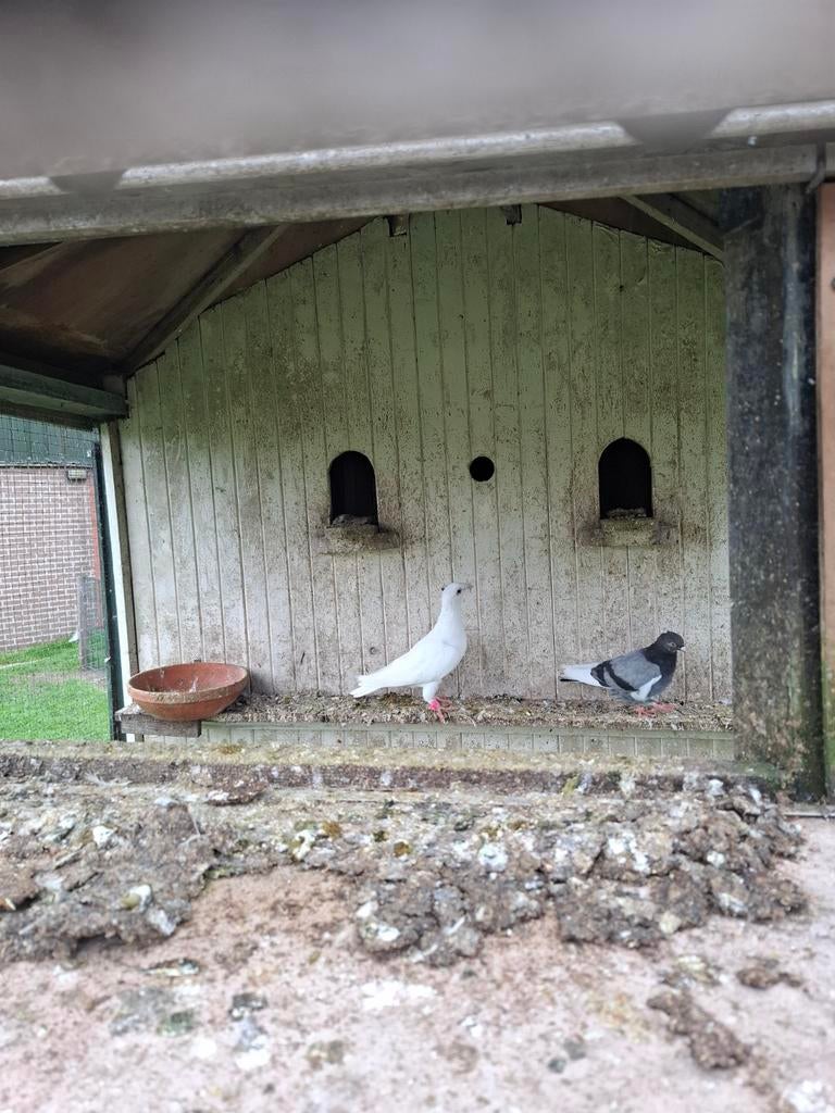 Witte postduif, Dieren en Toebehoren, Mannelijk, Postduif