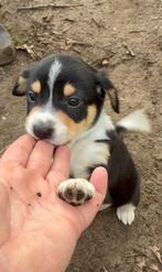 Puppy Kruising Entlebucher x Praagse Rattenvanger, Parvo, Overige rassen, 8 tot 15 weken, Meerdere